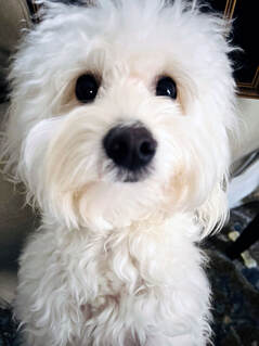 My studio assistant, Zoey.